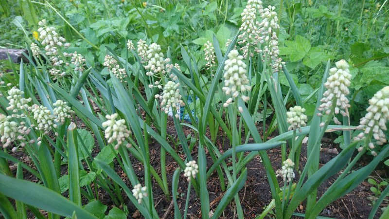 Bellevalia pycnantha 'Green Pearl' tihe bellevaalia